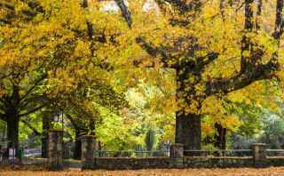 Autumn_trees