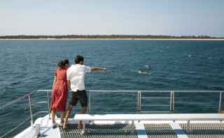 Port Stephen Dolphins