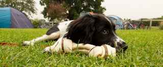 Relaxing Pet dog